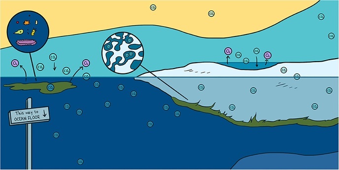 how do substances like co2 and water move in and out of the cell discuss